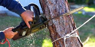 Best Tree Disease Treatment  in Santa Maria, CA