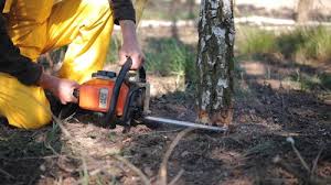Best Lawn Renovation and Restoration  in Santa Maria, CA