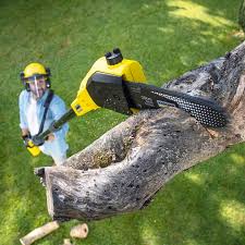 Best Arborist Consultation Services  in Santa Maria, CA