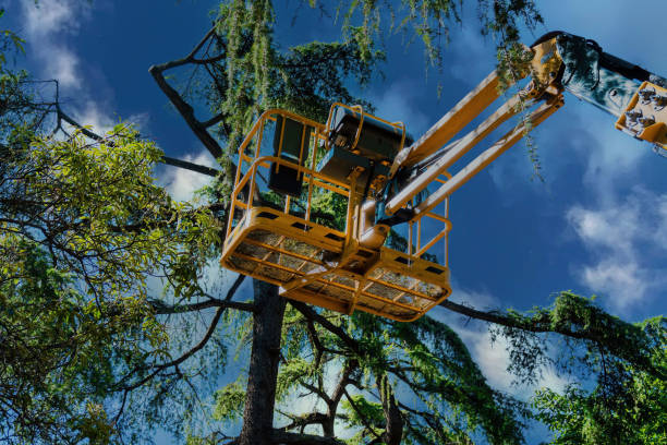 Best Root Management and Removal  in Santa Maria, CA