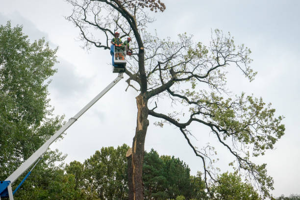 Best Tree Trimming and Pruning  in Santa Maria, CA