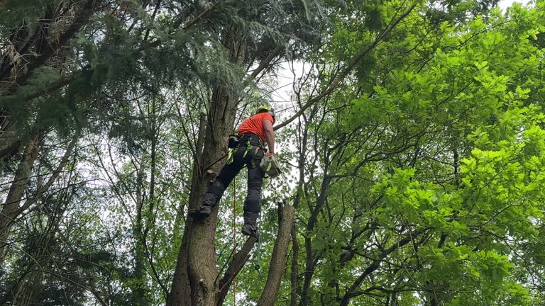 Best Emergency Tree Removal  in Santa Maria, CA